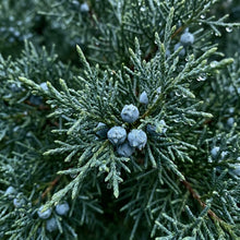 Eastern Red Cedar Tree Seeds Juniperus virginiana – Evergreen Ornamental Cedar Tree Seeds