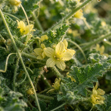 Ecballium elaterium Seeds for Planting