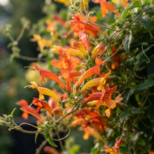 Eccremocarpus 'Tresco' Seeds for Planting