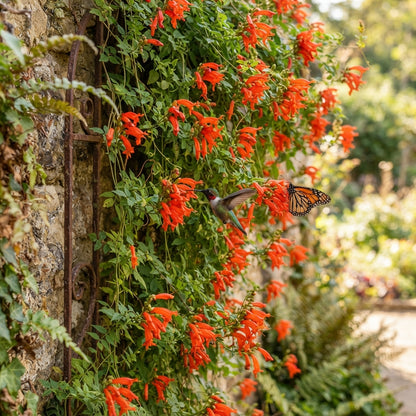 Eccremocarpus 'Tresco' Seeds for Planting