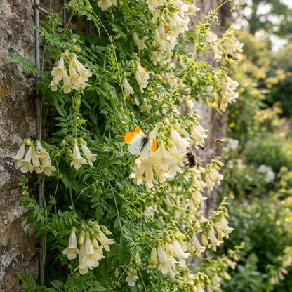 Eccremocarpus scaber Tresco Cream Seeds for Planting