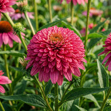 Echinacea Secret Passion Seeds for Garden Planting