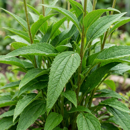 Echinacea Secret Passion Seeds for Garden Planting