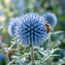 Echinops Tianshanica Blue Glow Seeds
