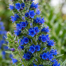 Echium Blue Dwarf Flower Seeds for Planting