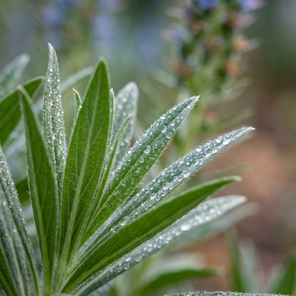 Echium Blue Dwarf Flower Seeds for Planting