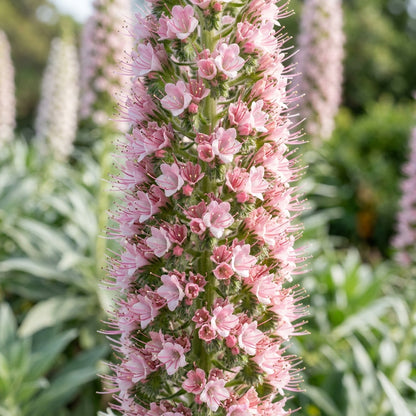 Echium Pink Pillars Flower Seeds For Planting