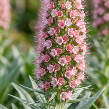 Echium Pink Pillars Flower Seeds For Planting