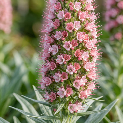 Echium Pink Pillars Flower Seeds For Planting
