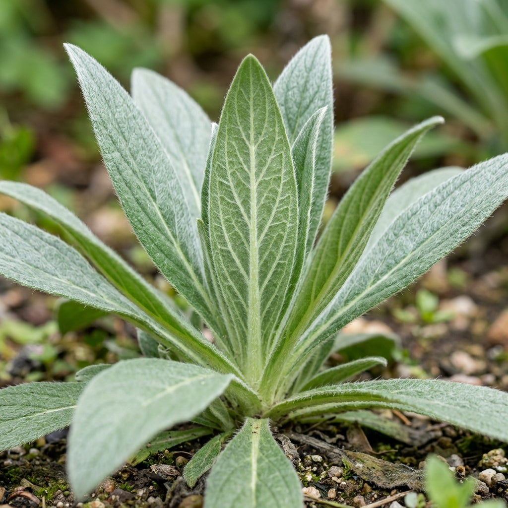 Echium Pink Pillars Flower Seeds For Planting