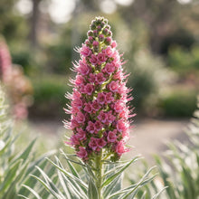 Echium Pink Poker Flower Seeds for Planting