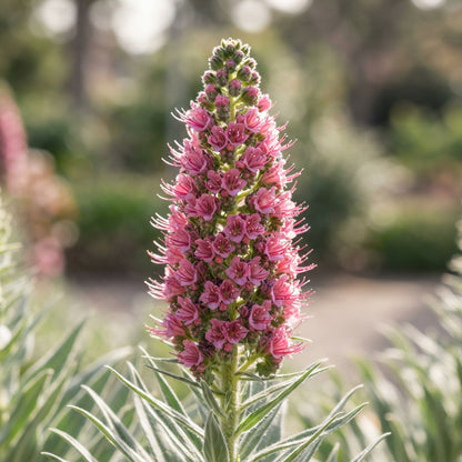 Echium Pink Poker Flower Seeds for Planting