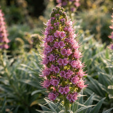 Echium Pink Poker Flower Seeds for Planting