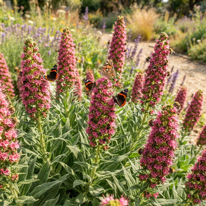 Echium Pink Poker Flower Seeds for Planting