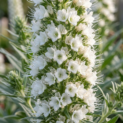 Echium pininana 'Snow Tower' Flower Seeds for Planting