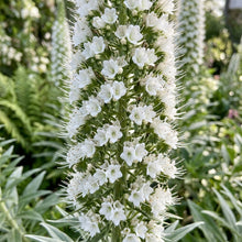Echium pininana 'Snow Tower' Flower Seeds for Planting