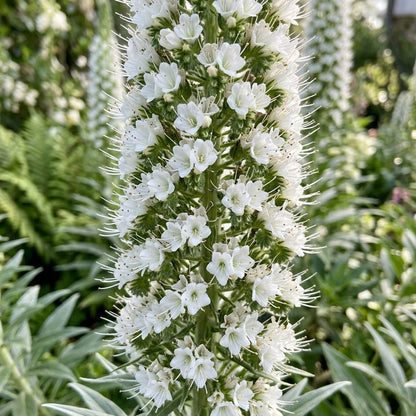 Echium pininana 'Snow Tower' Flower Seeds for Planting