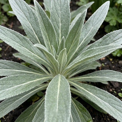 Echium pininana 'Snow Tower' Flower Seeds for Planting
