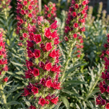 Echium russicum Flower Seeds for Planting