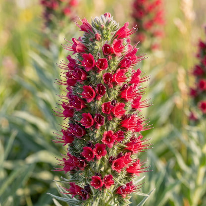 Echium russicum Flower Seeds for Planting