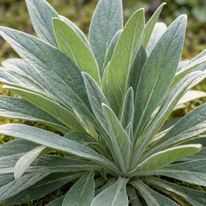 Echium russicum Flower Seeds for Planting
