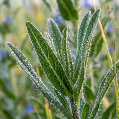 Echium Vulgare Flower Seeds for Planting