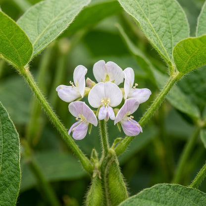 Edamame Green Shell Seeds for Home Gardening