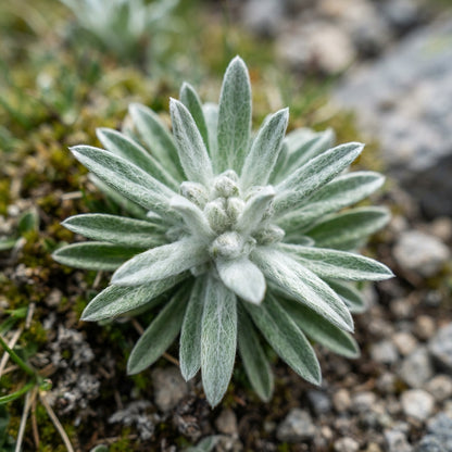 Leontopodium alpinum Edelweiss Flower Seeds