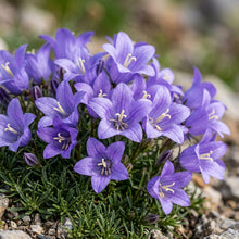 Edraianthus Dalmaticus Flower Seeds