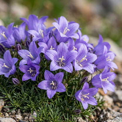 Edraianthus Dalmaticus Flower Seeds