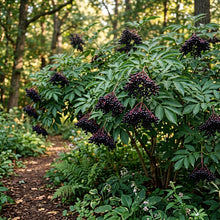 Sambucus sachalinensis (Elderberry) Seeds for Planting
