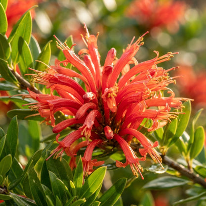 Embothrium coccineum Flower Seeds for Planting