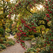 English Hawthorn Seeds for Planting