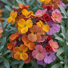 English Wallflower Flower Seeds for Planting