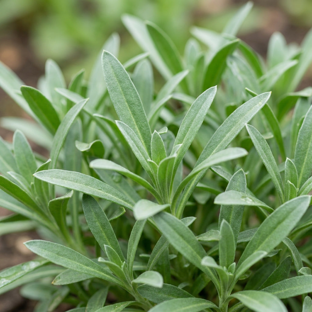 English Wallflower Flower Seeds for Planting