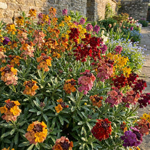 English Wallflower Flower Seeds for Planting