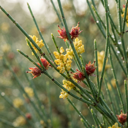 Ephedra sinica Seeds for Planting