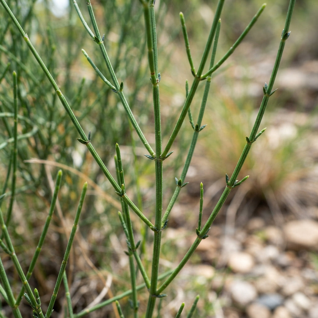 Ephedra sinica Seeds for Planting