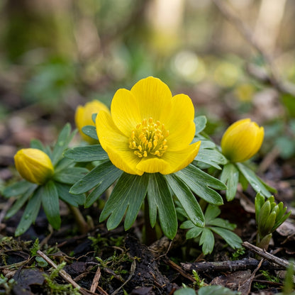 Eranthis Hyemalis Buttercup-Like Flowers Seeds for Garden Planting