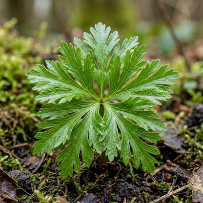 Eranthis Hyemalis Buttercup-Like Flowers Seeds for Garden Planting