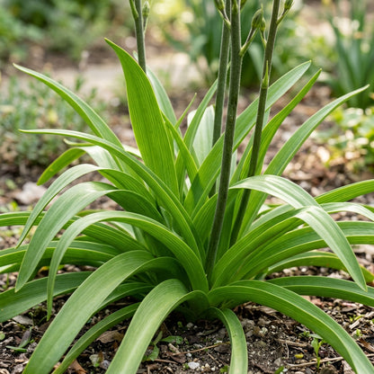 Eremurus Cristatus Foxtail Lily Flower Seeds