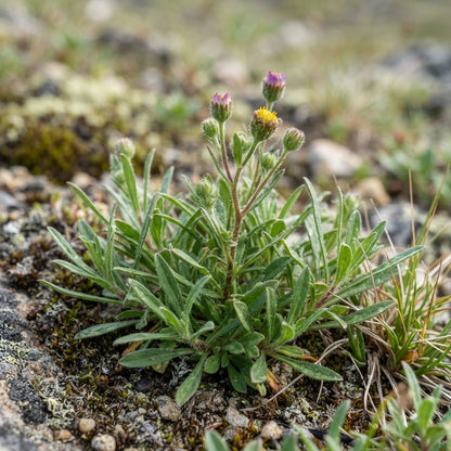 Erigeron borealis Flower Seeds for Planting