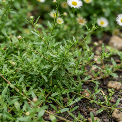 Erigeron karvinskianus Seeds for Planting