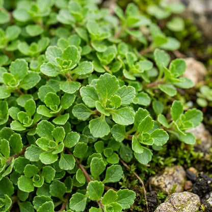 Erinus Alpinus Alba Flower Seeds