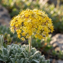 Eriogonum Umbellatum Seeds - Perennial Flower Seeds for Garden