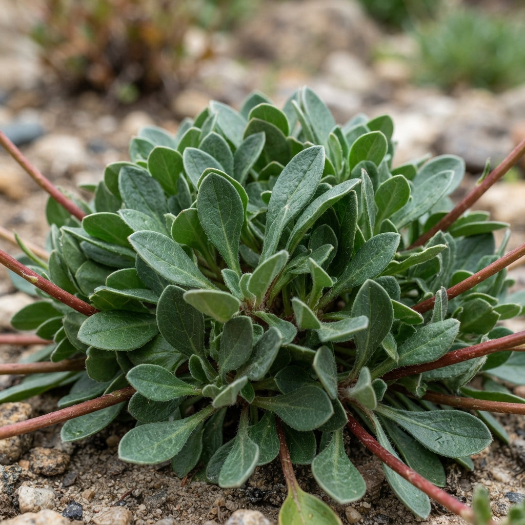 Eriogonum Umbellatum Seeds - Perennial Flower Seeds for Garden