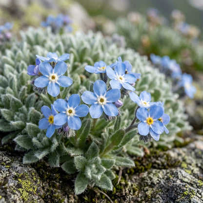 Eritrichium Canum Baby Blue Seeds
