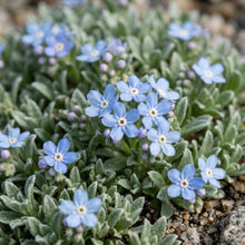 Eritrichium Canum Baby Blue Seeds