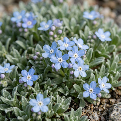 Eritrichium Canum Baby Blue Seeds