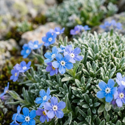Eritrichium Pectinatum Flower Seeds